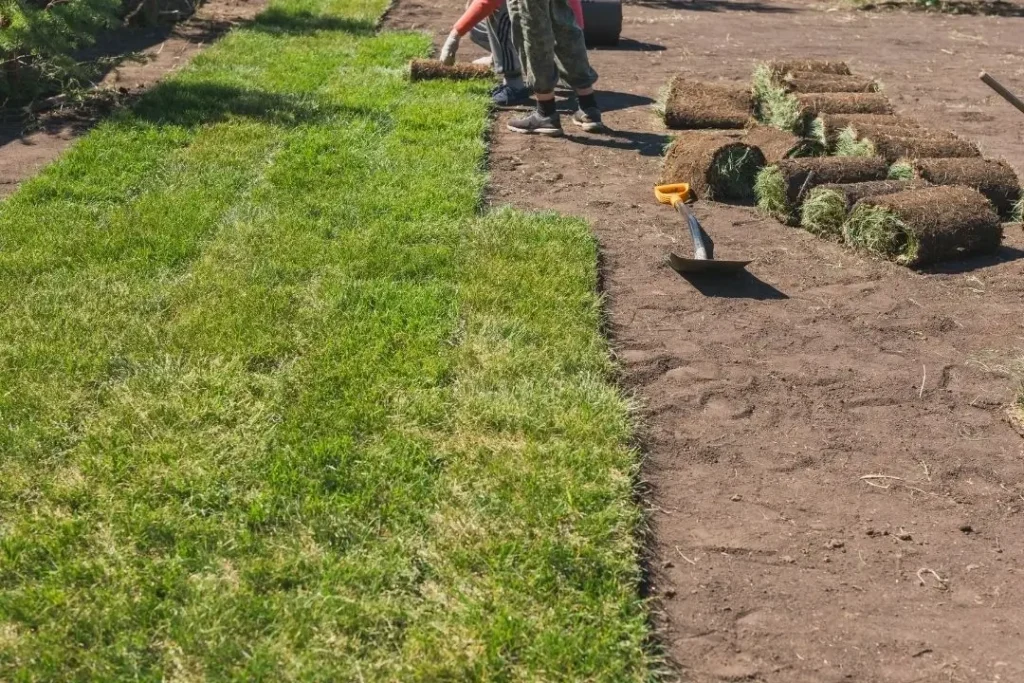 laying turf